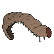 Grubs