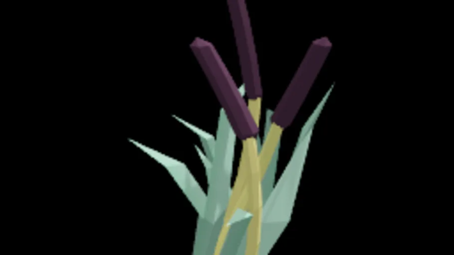 Bulrush 1