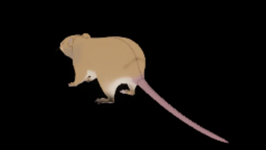 lil_ratto