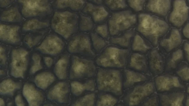 Cobble stone