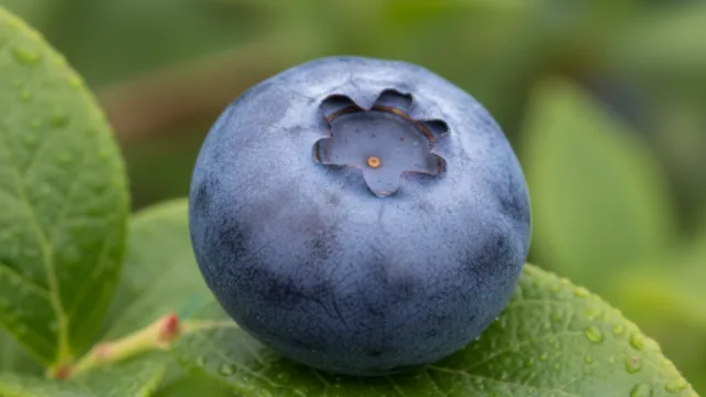 Blueberry Parkour
