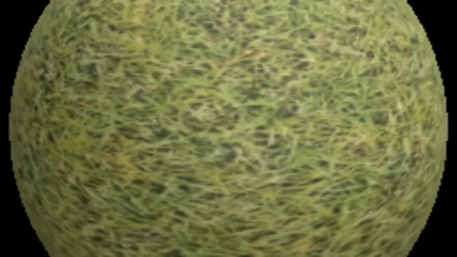 Grass