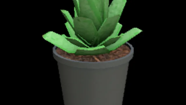 Succulent Plant