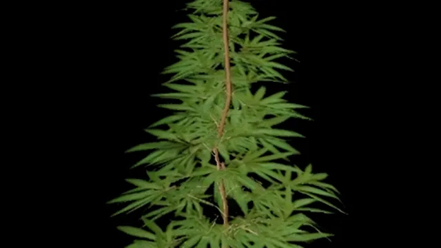 Cannabis Weed