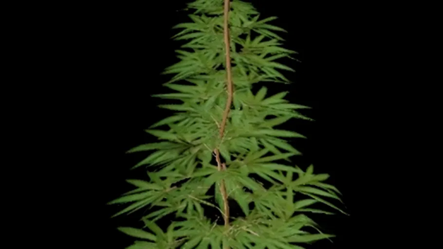 Cannabis Weed