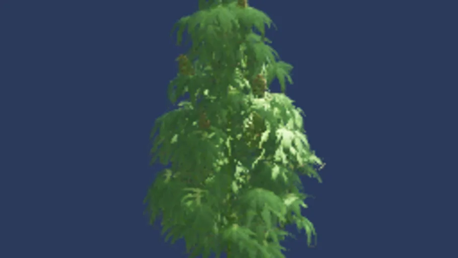 Weed Plant