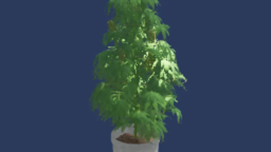 Weed Plant Bucket
