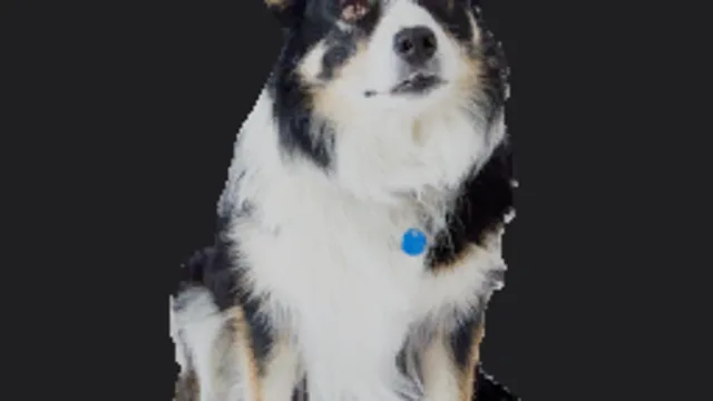 Dog 2