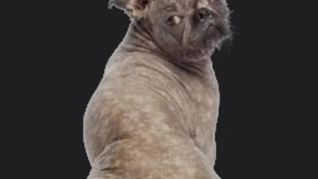 Glamorous Dog