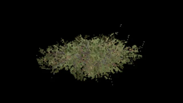 Beech Bush Medium