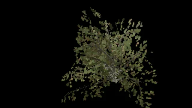 Beech Bush Medium Wall