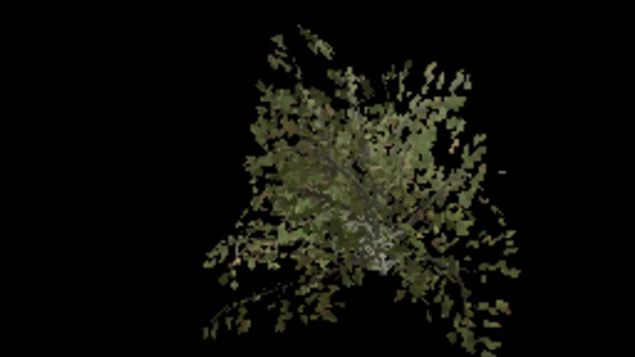 Beech Bush Medium Wall
