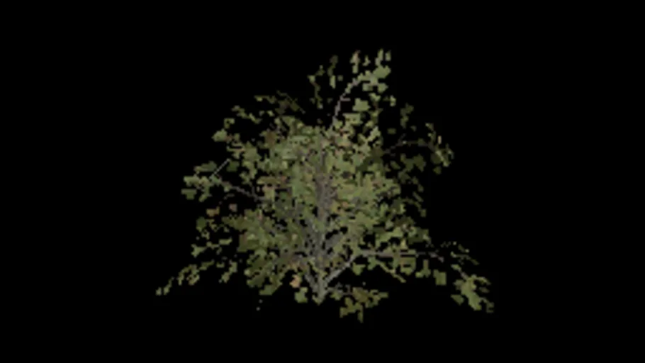 Beech Bush Regular Medium a