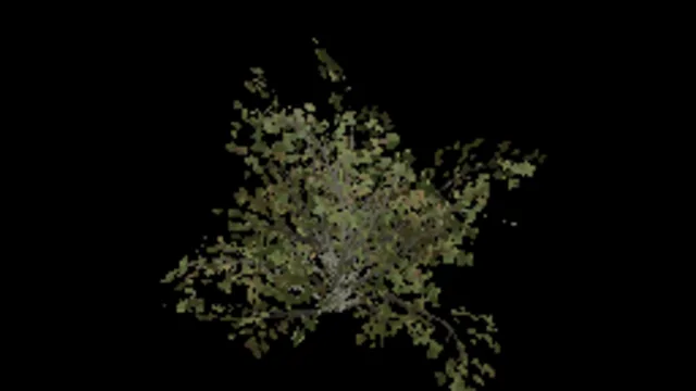 Beech Bush Regular Medium b