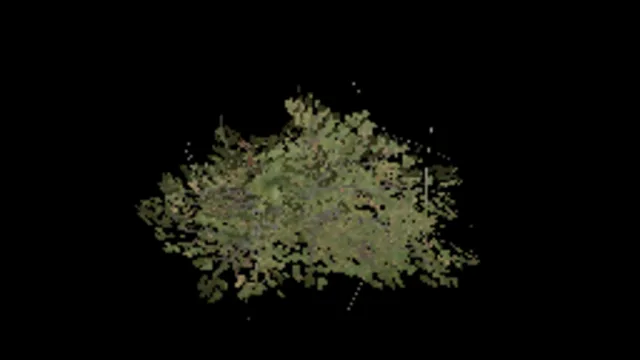 Beech Bush Small