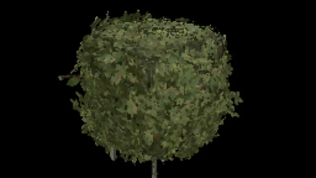Beech Hedge 40x32