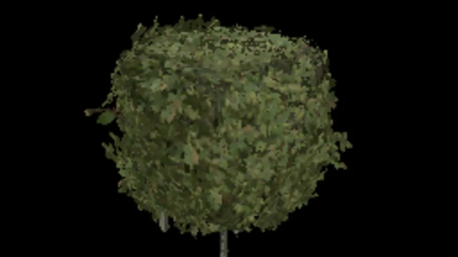 Beech Hedge 40x32