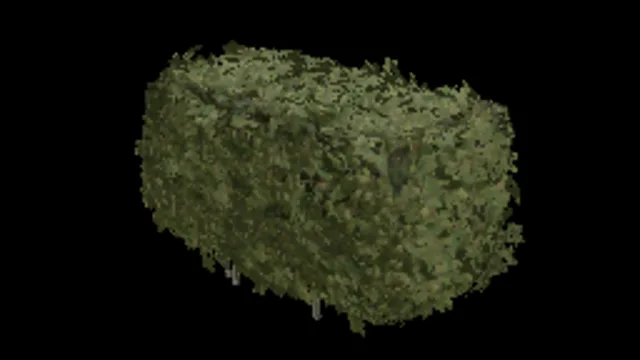 Beech Hedge 40x64