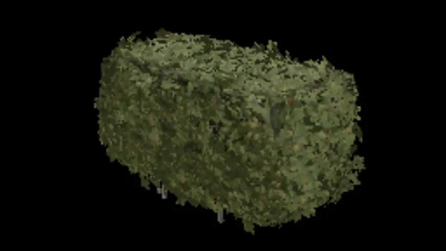 Beech Hedge 40x64