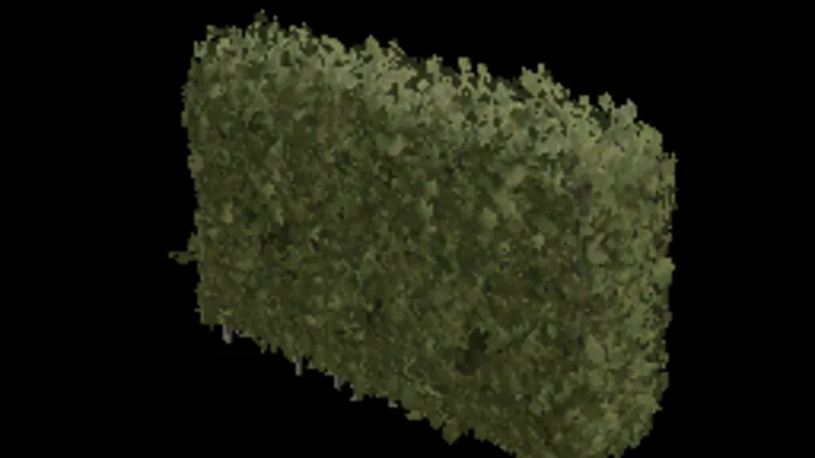 Beech Hedge 96x128