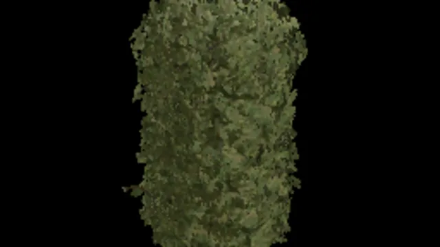 Beech Hedge 96x32