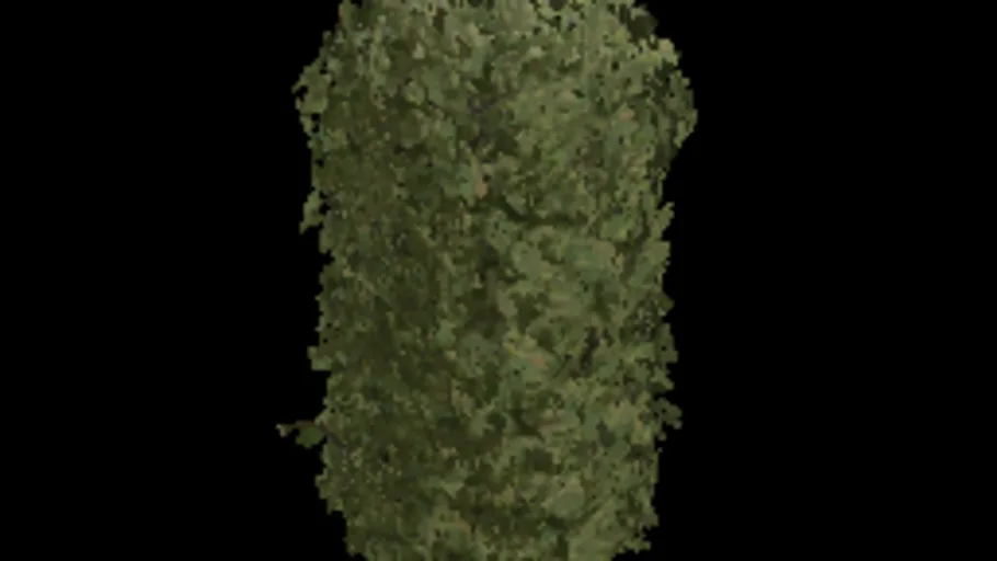 Beech Hedge 96x32