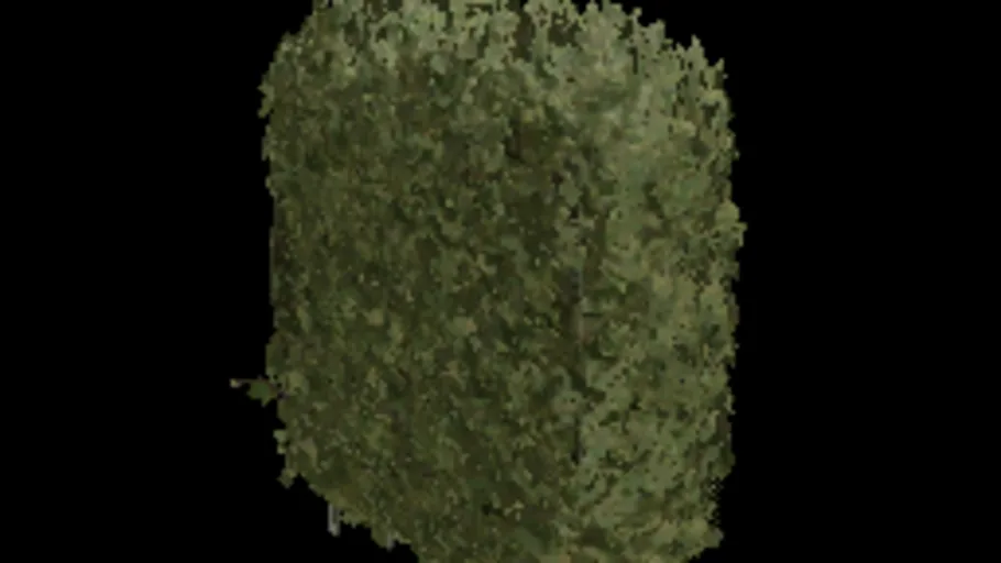Beech Hedge 96x64