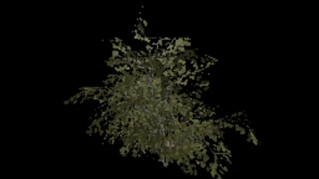 Beech Shrub Tall Medium