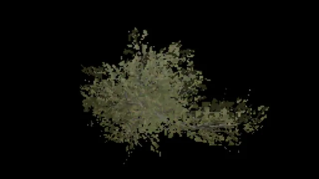 Beech Shrub Wide Medium