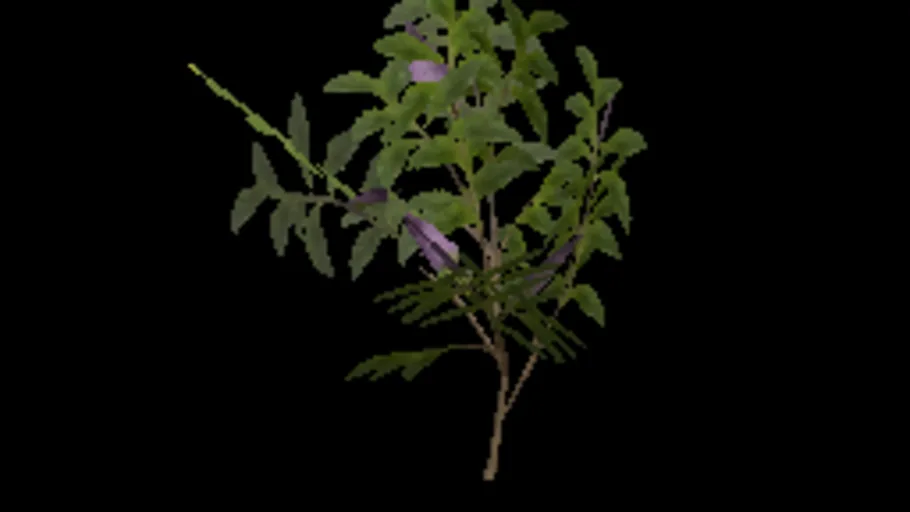 Budleja Weed