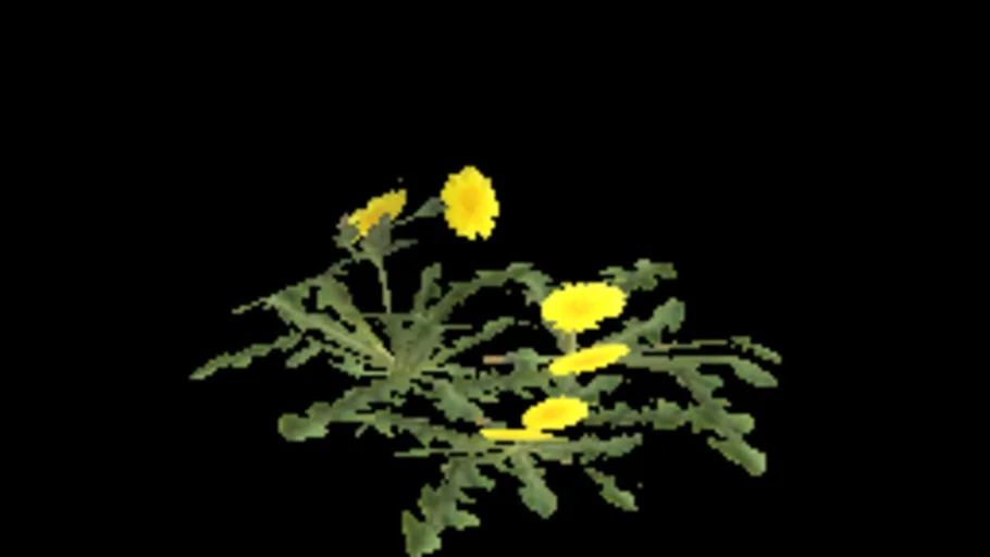 Dandelion