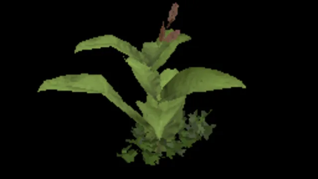 Dock Weed Clump