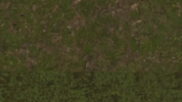 Grass Blend Weeds
