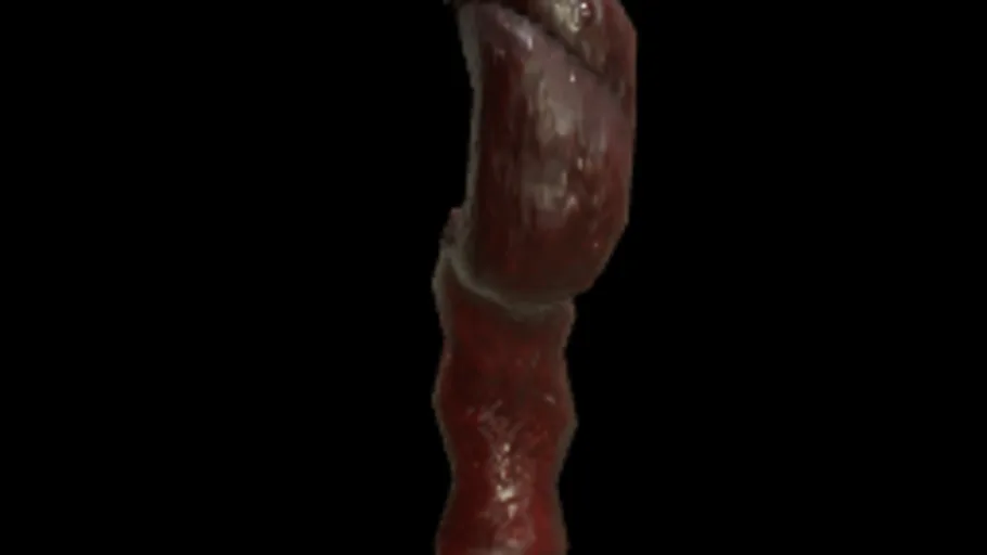 Intestine Gib