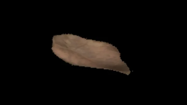 Single Leaf 3