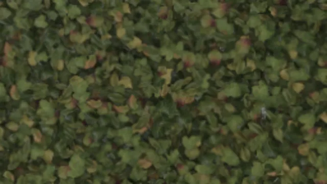 Leaves Green a