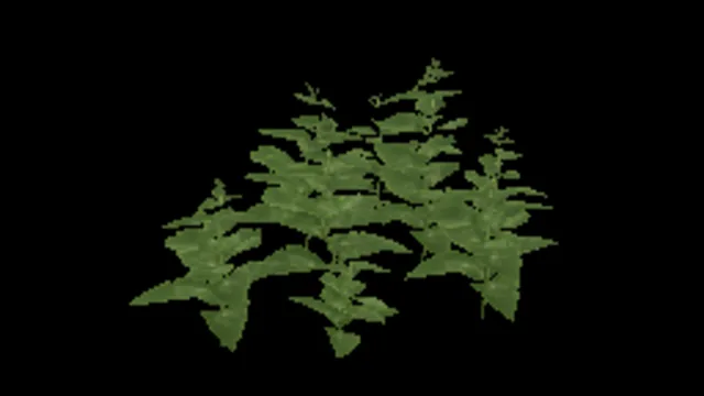 Nettle Plant