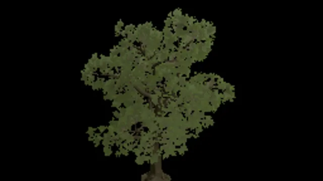 Oak Tree 3