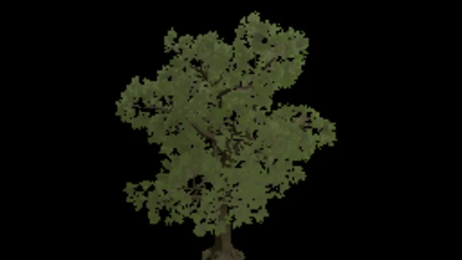 Oak Tree 3