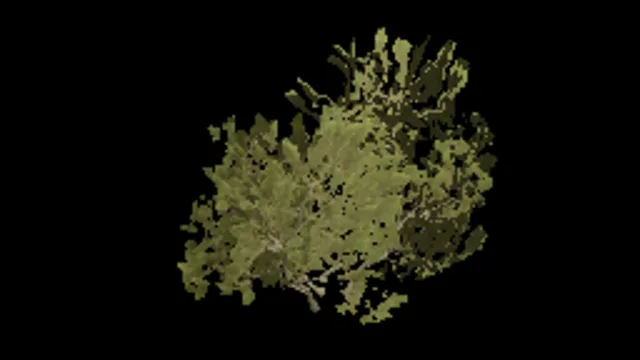 Pine Shrub Wide