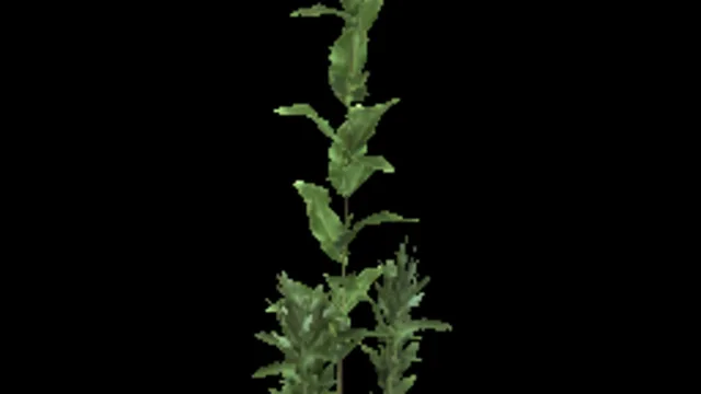 Tall Weed 1