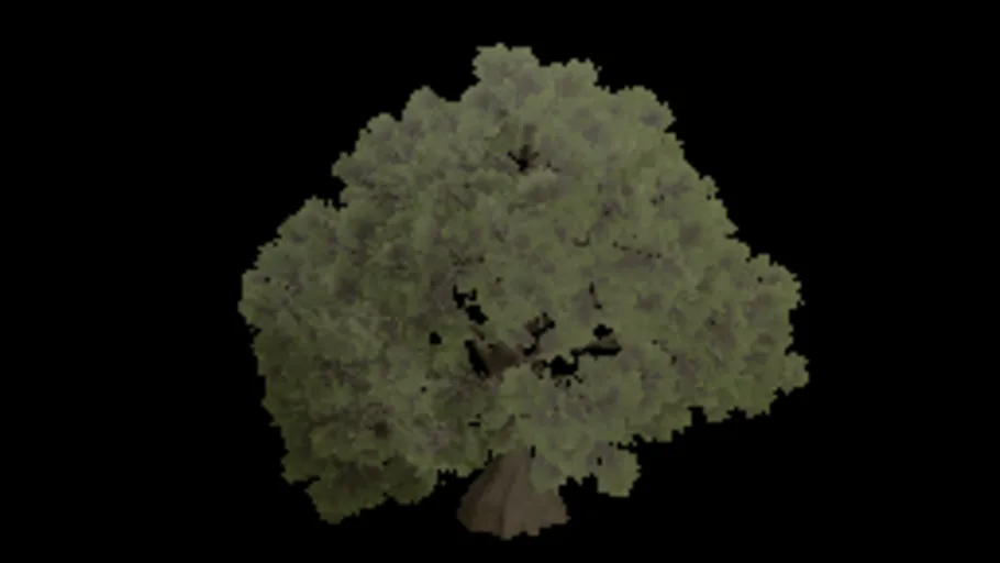 Tree Oak Big a