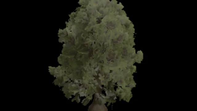 Tree Oak Big b