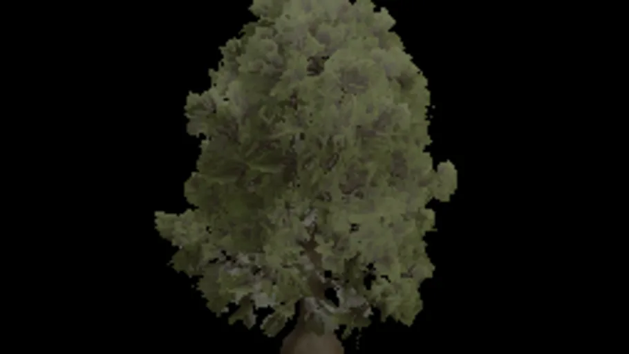 Tree Oak Big b