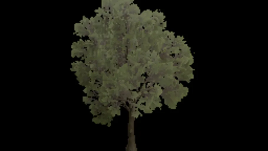 Tree Oak Small a