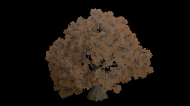 Tree Oak Dry Big a