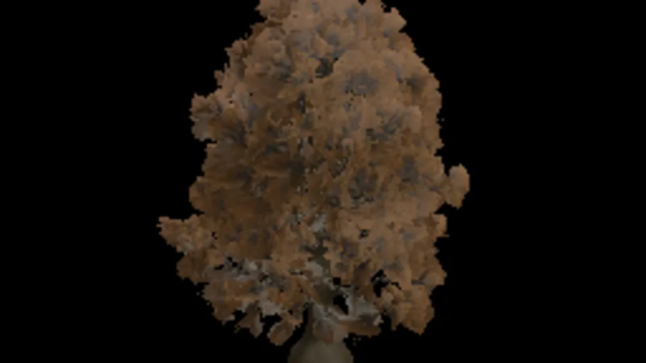 Tree Oak Dry Big b