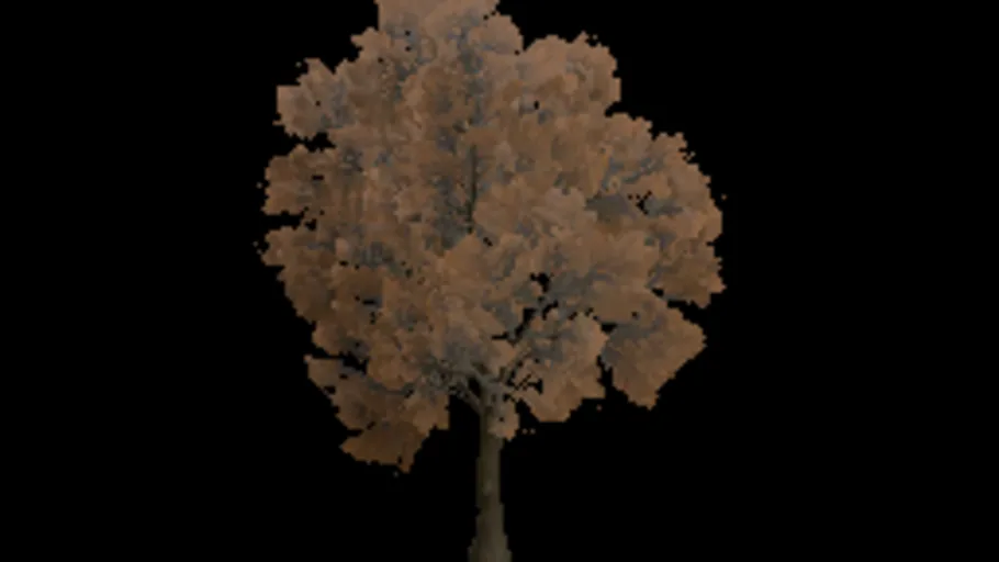 Tree Oak Dry Small a