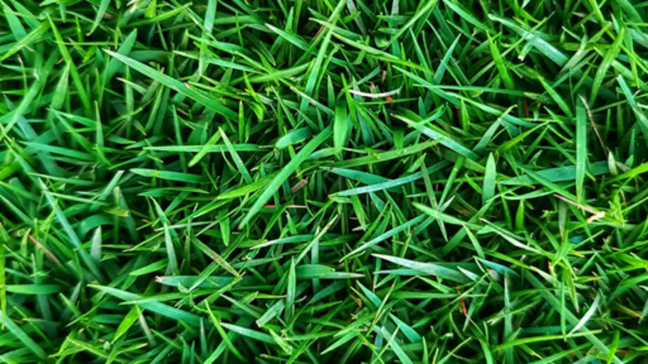 Grass Field