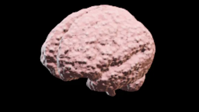 brain